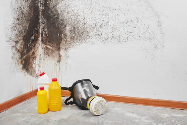 Best Crawl Space Mold Removal  in East Camden, AR