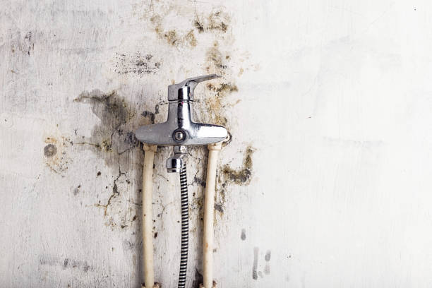 Best Mold Removal Near Me  in East Camden, AR