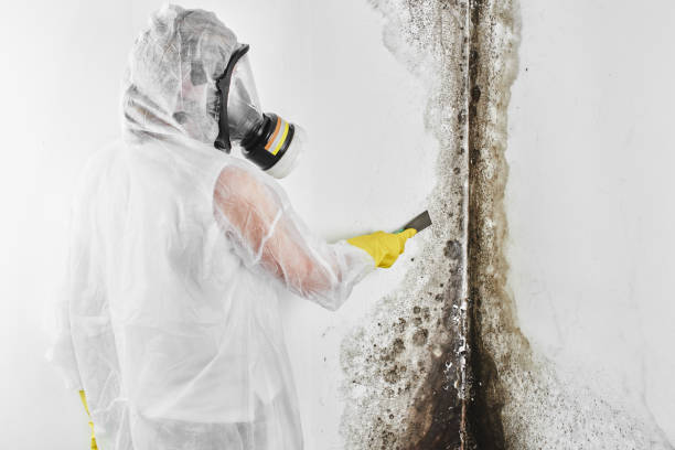 Best Crawl Space Mold Removal  in East Camden, AR