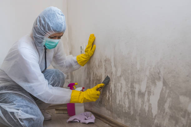 Best Affordable Mold Removal  in East Camden, AR