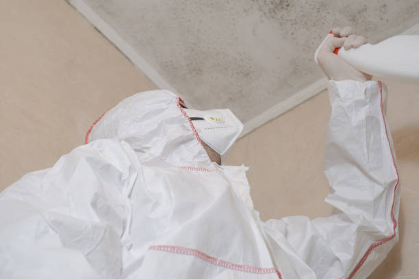 Best Mold Removal Company Near Me  in East Camden, AR