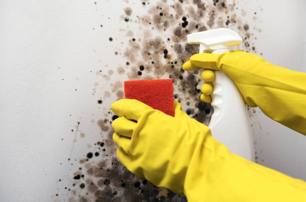 Best Black Mold Removal  in East Camden, AR