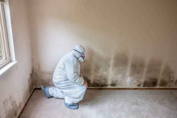 Best Office Mold Removal Services  in East Camden, AR