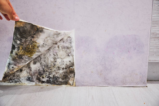 Best Residential Mold Removal  in East Camden, AR